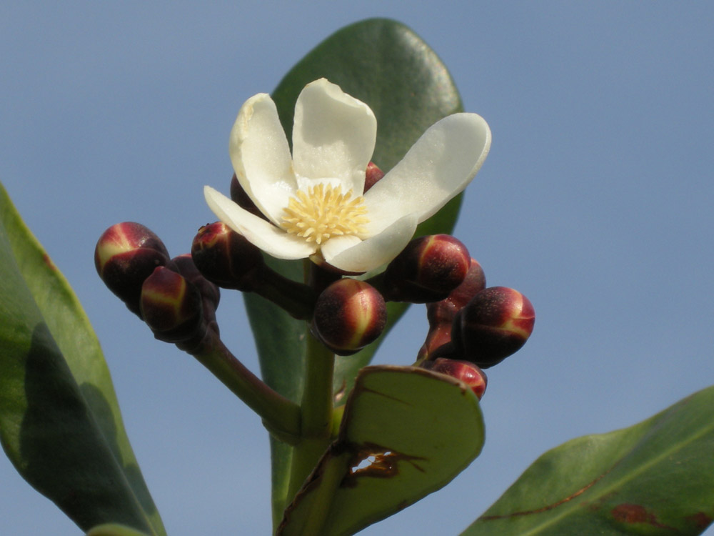 Clusiaceae Clusia criuva