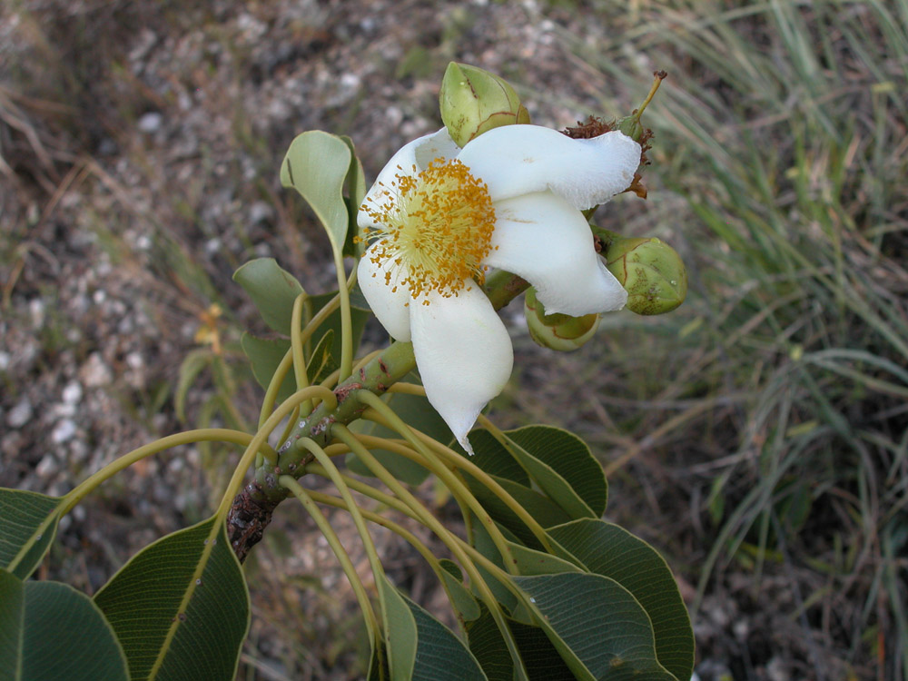 Clusiaceae Kielmeyera petiolaris