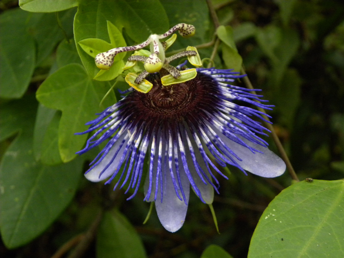Passifloraceae Passiflora amethystina