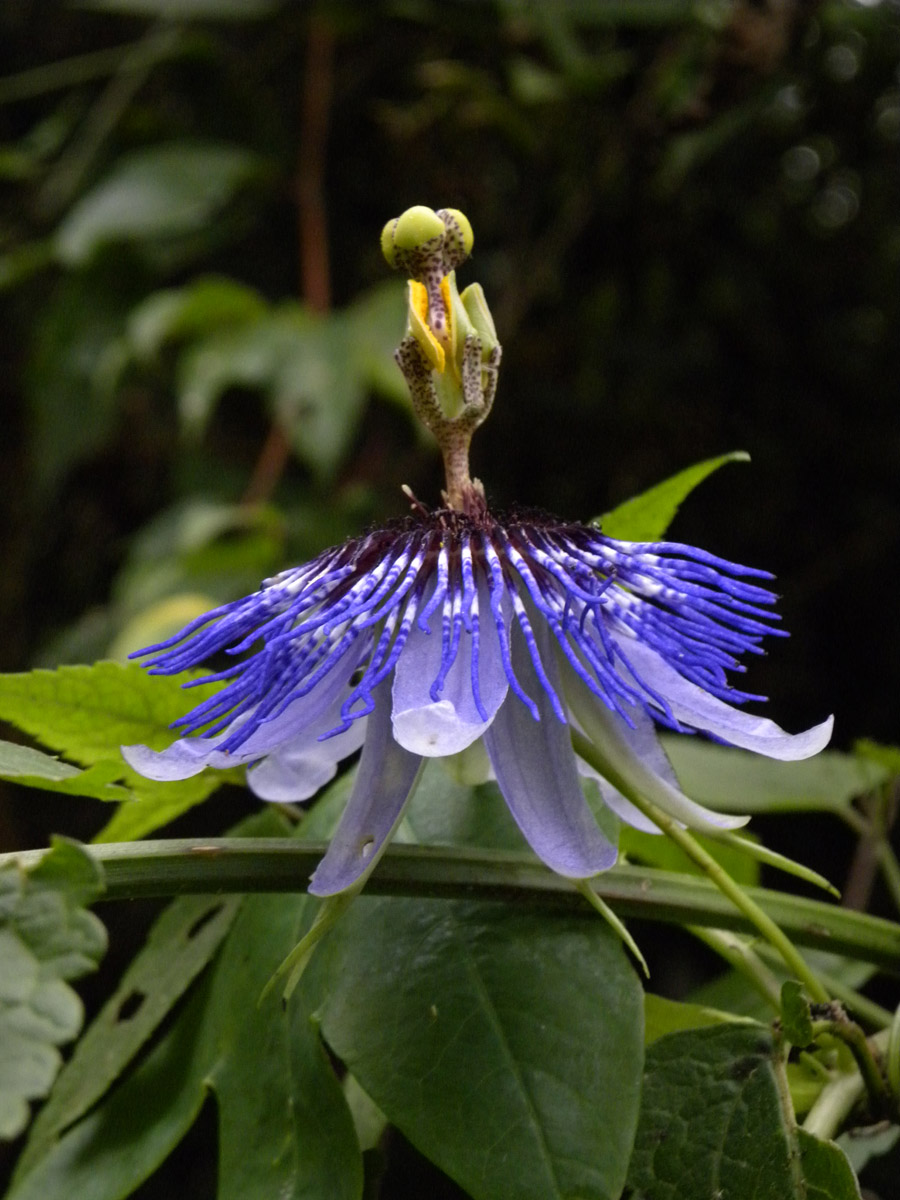 Passifloraceae Passiflora amethystina