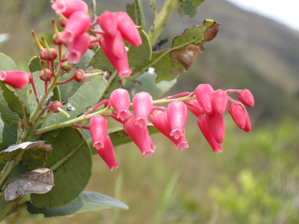 Ericaceae Agarista coriifolia