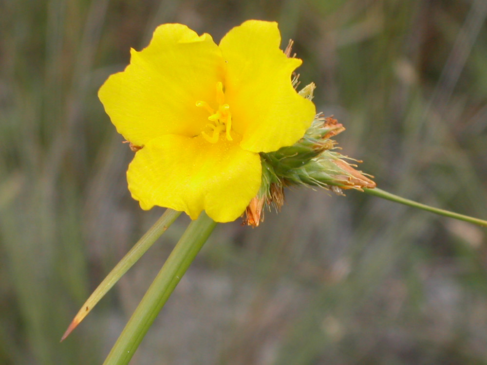 Rapateaceae Cephalostemon riedelianus