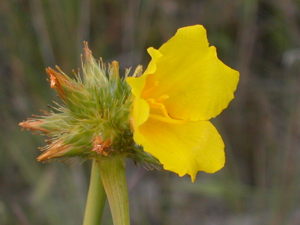 Rapateaceae Cephalostemon riedelianus