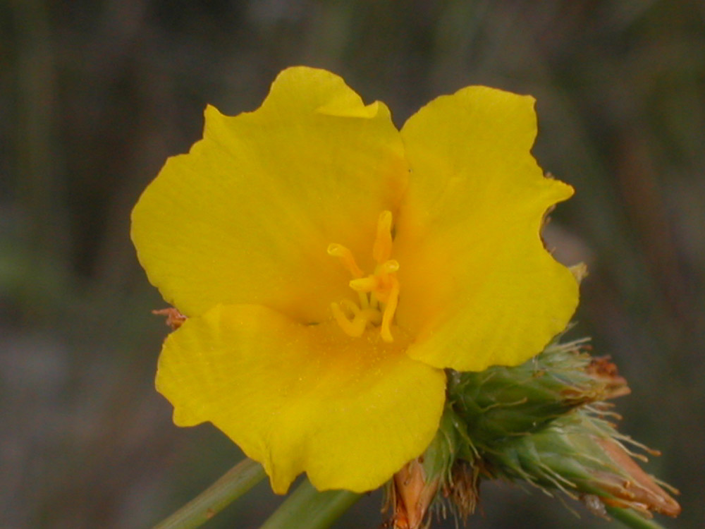 Rapateaceae Cephalostemon riedelianus