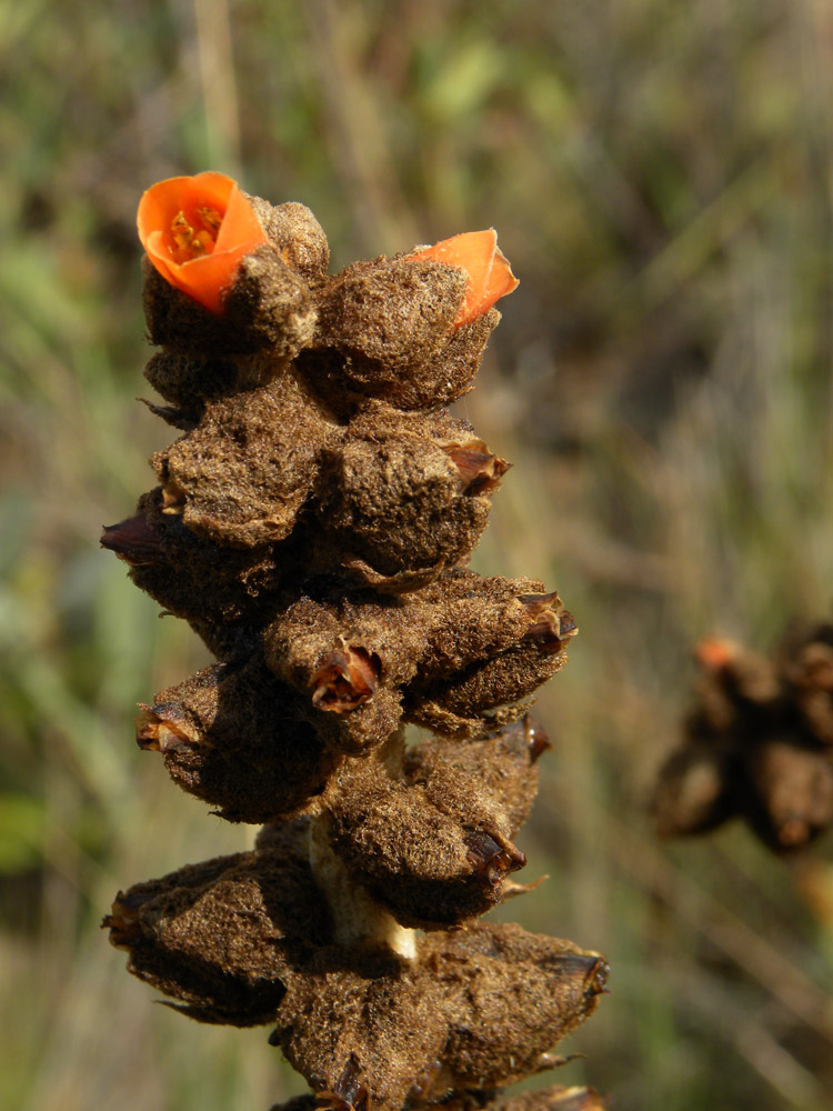 Bromeliaceae Dyckia ursina
