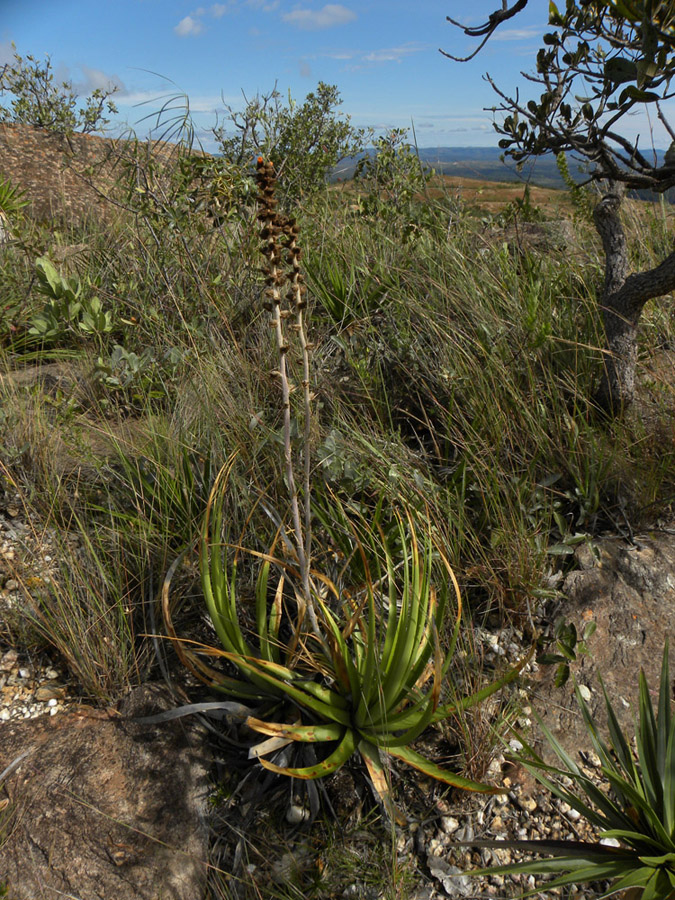 Bromeliaceae Dyckia ursina