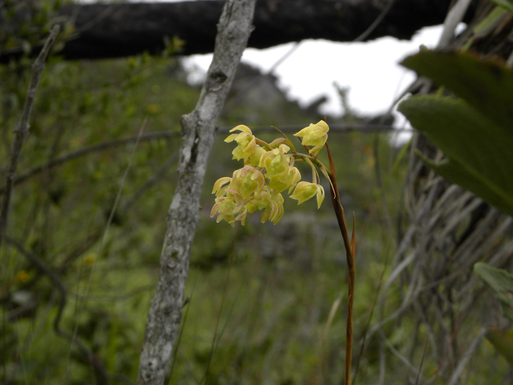 Orchidaceae Epidendrum martianum