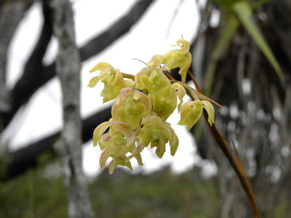 Orchidaceae Epidendrum martianum