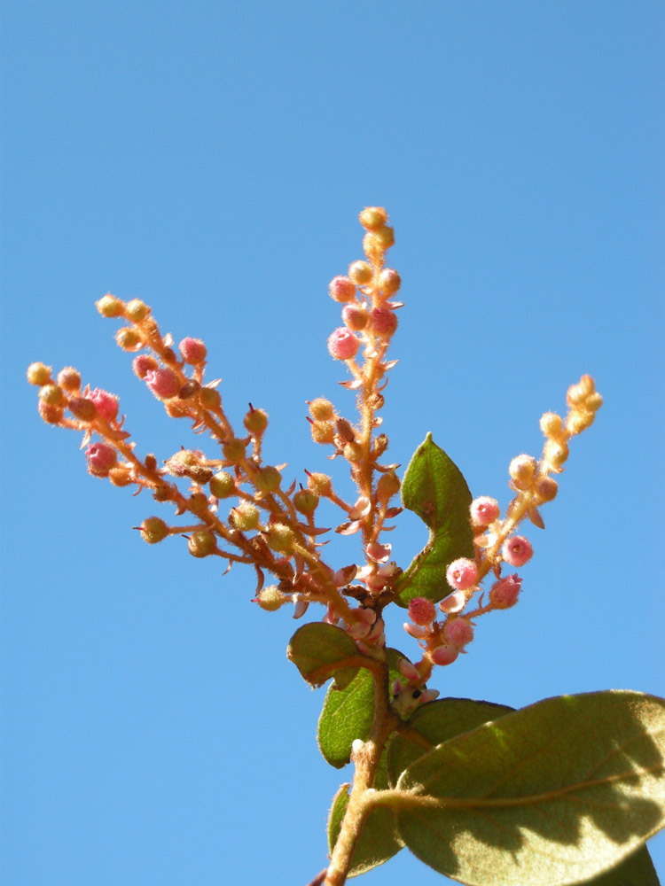 Ericaceae Gaultheria eriophylla