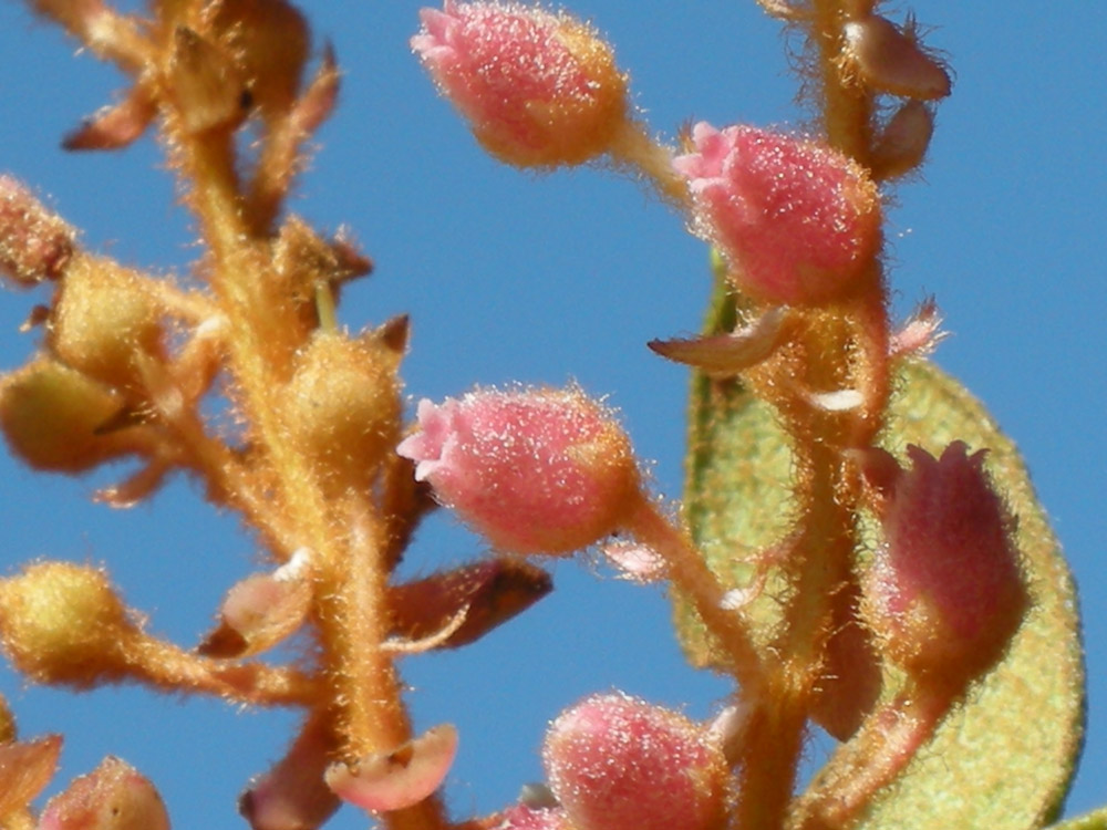 Ericaceae Gaultheria eriophylla