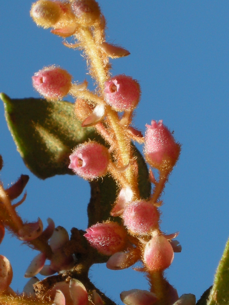 Ericaceae Gaultheria eriophylla