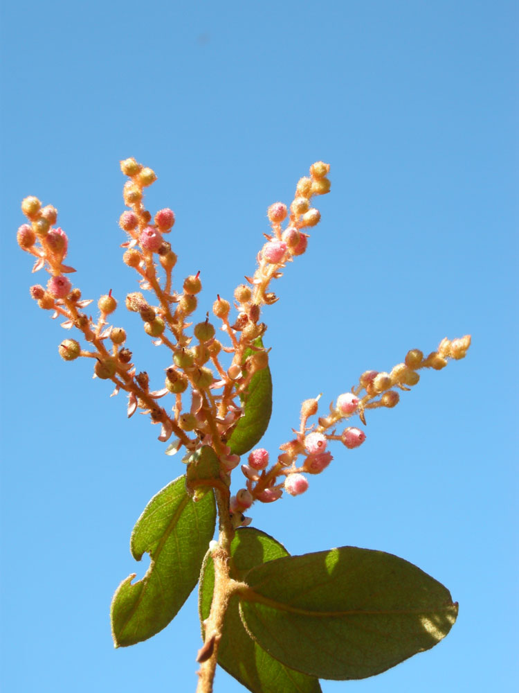 Ericaceae Gaultheria eriophylla