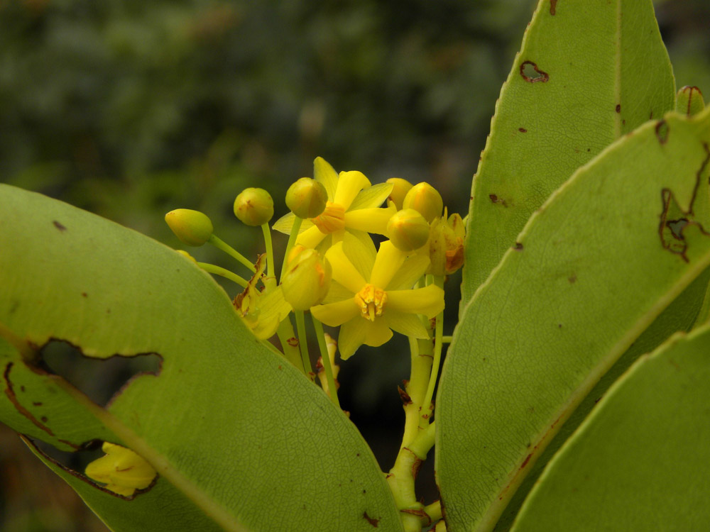 Ochnaceae Ouratea semiserrata