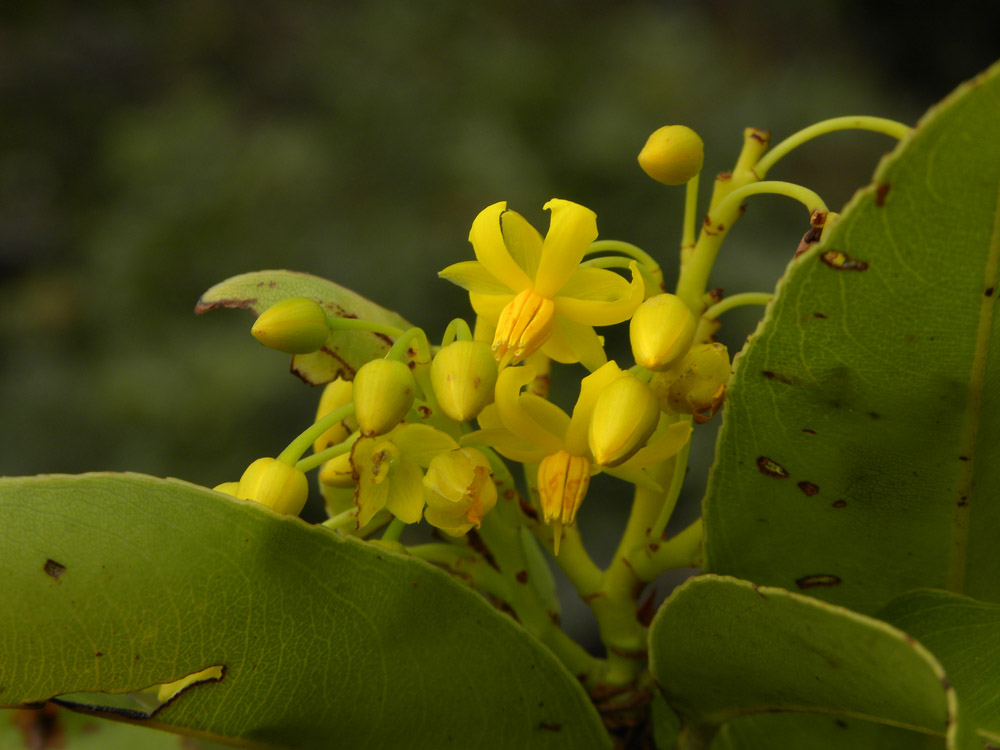 Ochnaceae Ouratea semiserrata