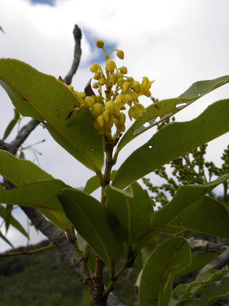 Ochnaceae Ouratea semiserrata