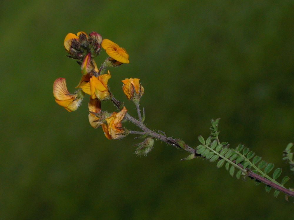 Fabaceae Adesmia punctata