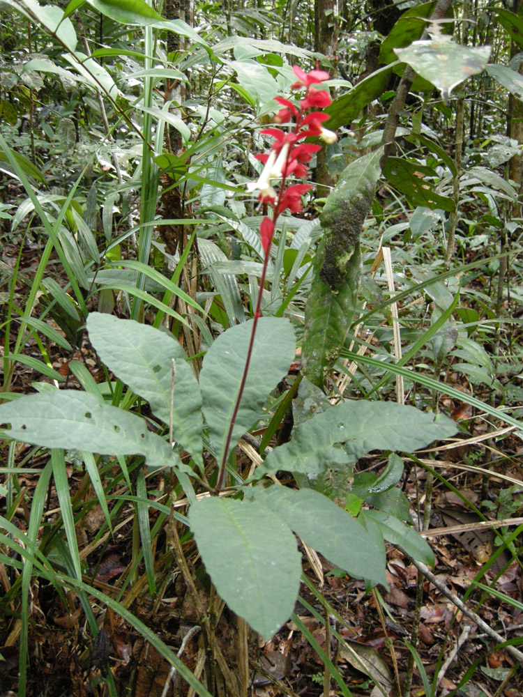 Lamiaceae Amasonia lasiocaulis