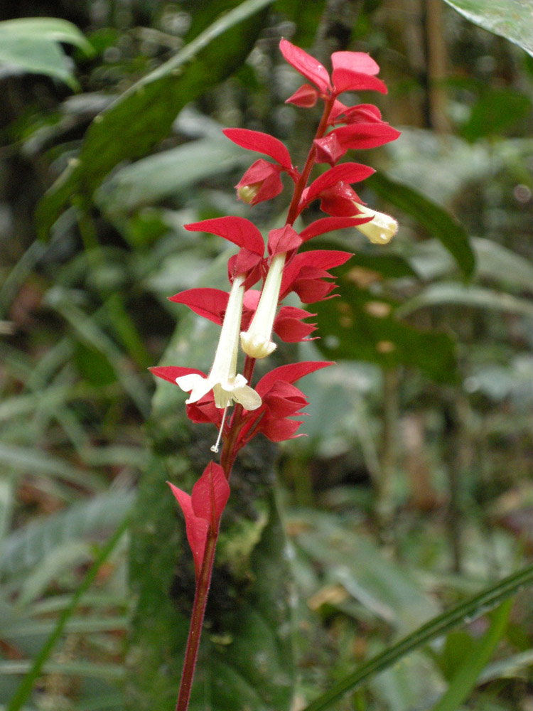 Lamiaceae Amasonia lasiocaulis
