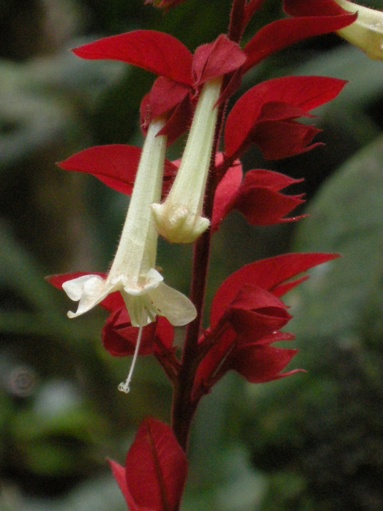 Lamiaceae Amasonia lasiocaulis