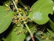 image of Goupia glabra