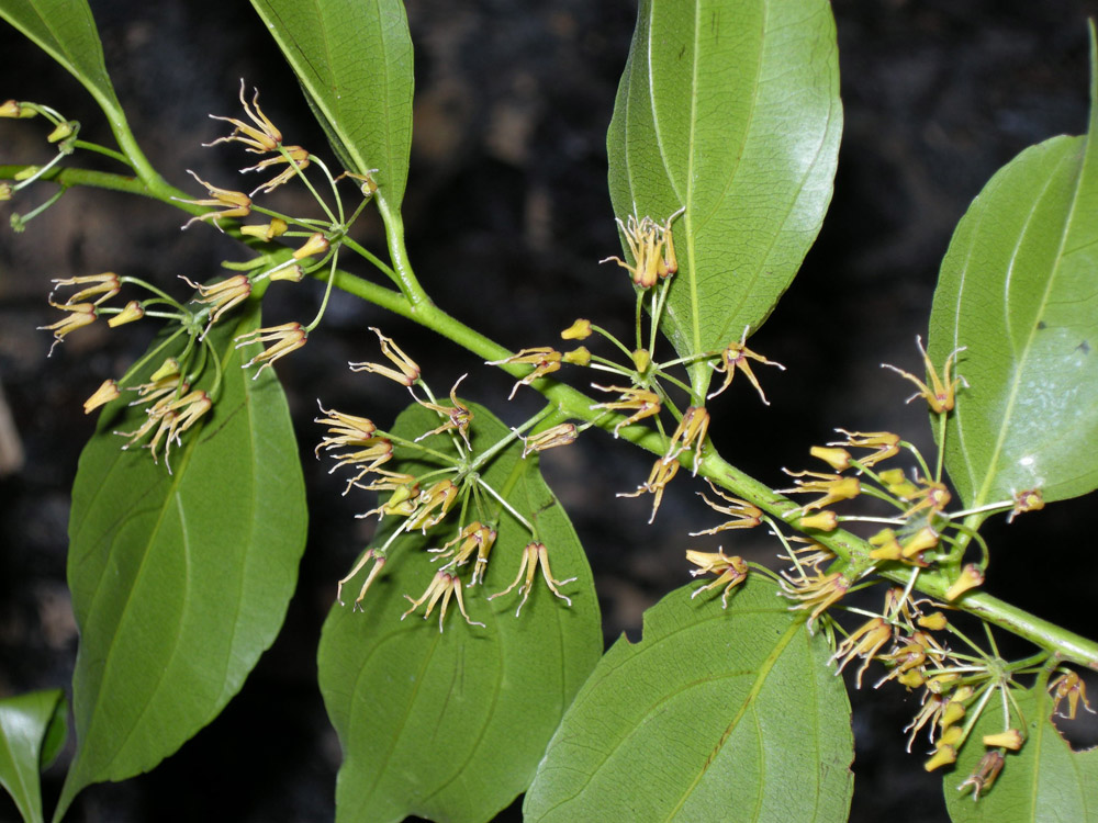 Goupiaceae Goupia glabra