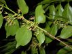 image of Goupia glabra