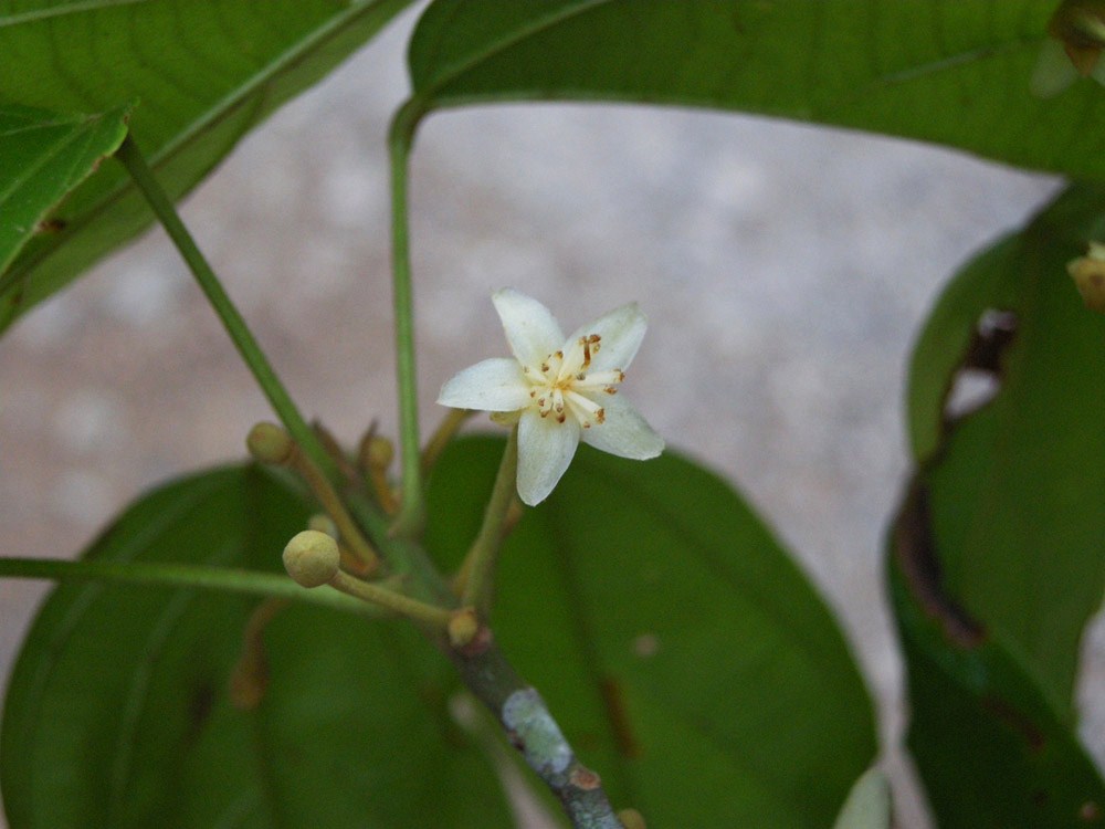 Bombacaceae Scleronema micranthum