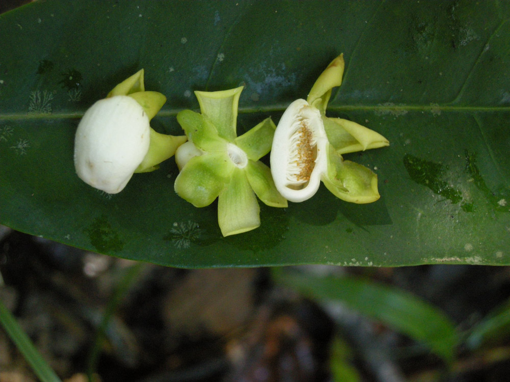 Lecythidaceae Corythophora rimosa
