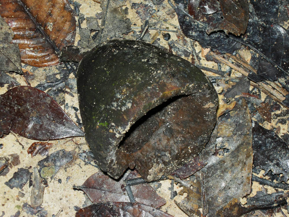 Lecythidaceae Corythophora rimosa