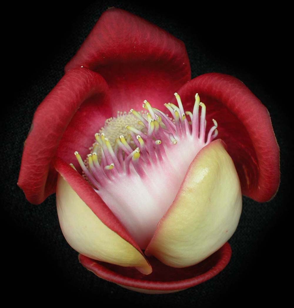 Lecythidaceae Couroupita guianensis