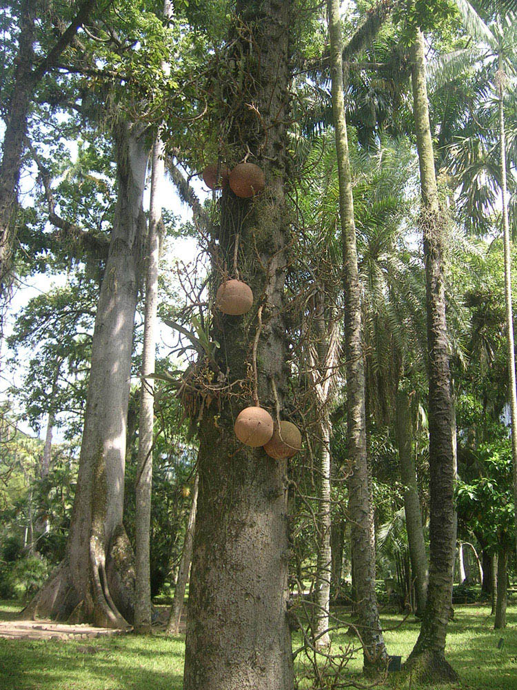 Lecythidaceae Couroupita guianensis