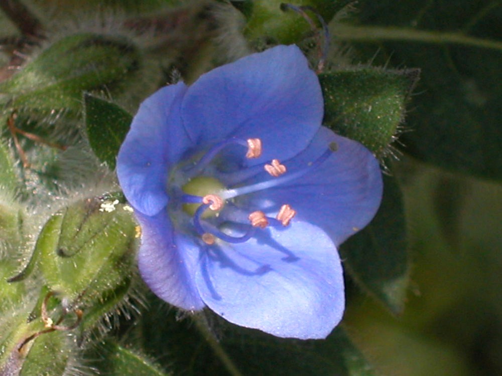 Hydroleaceae Hydrolea spinosa