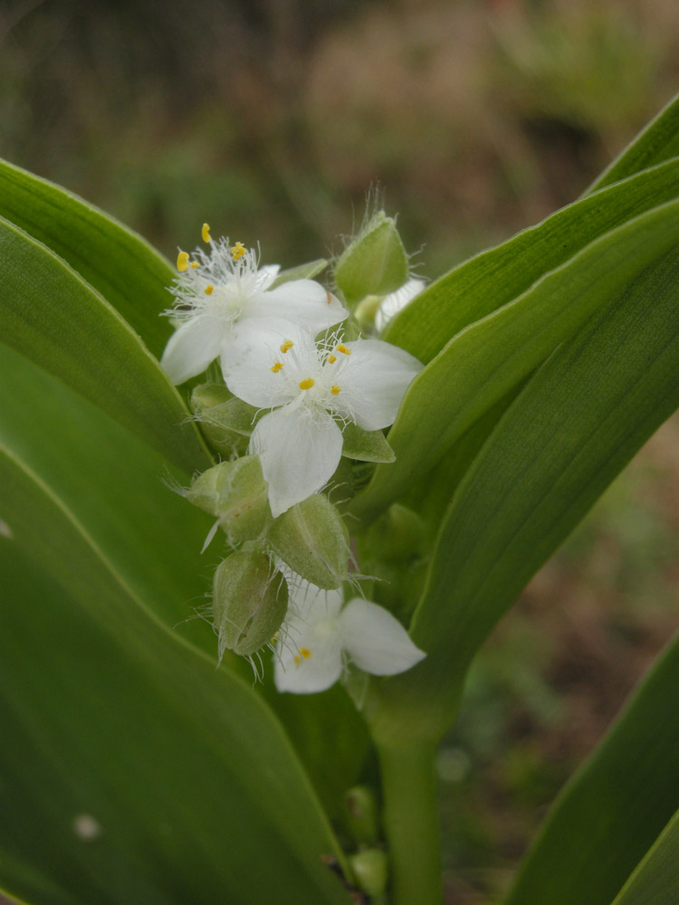 Commelinaceae Tradescantia crassula