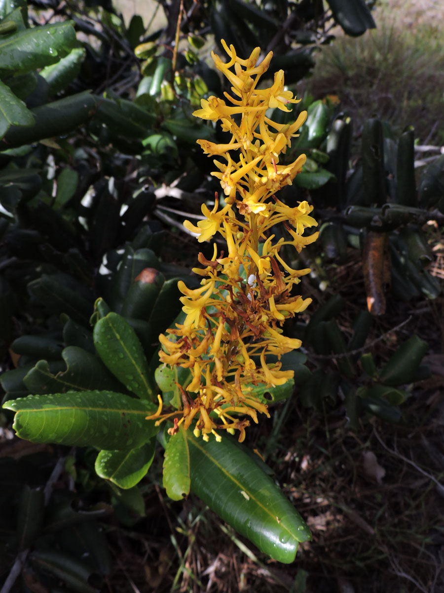 Vochysiaceae Vochysia lucida