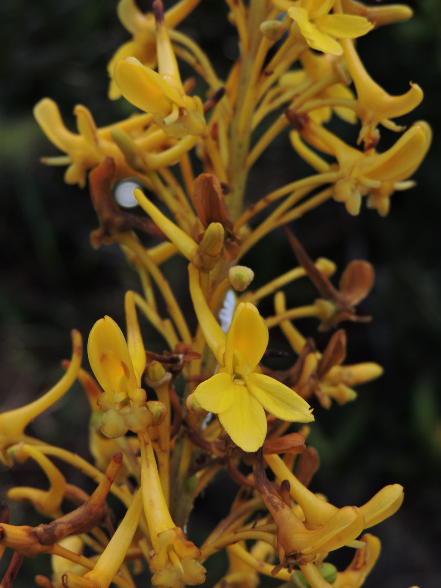 Vochysiaceae Vochysia lucida