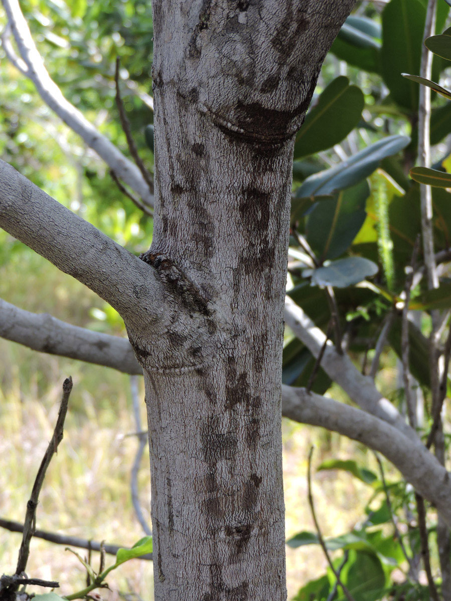 Vochysiaceae Vochysia lucida