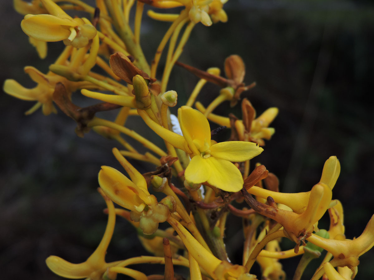Vochysiaceae Vochysia lucida