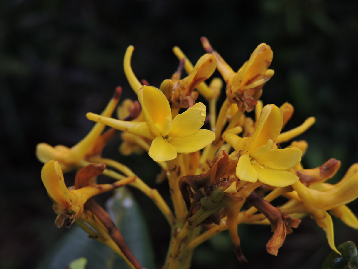 Vochysiaceae Vochysia lucida
