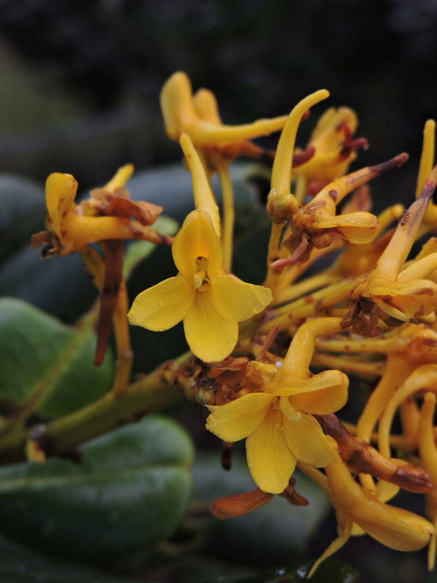 Vochysiaceae Vochysia lucida