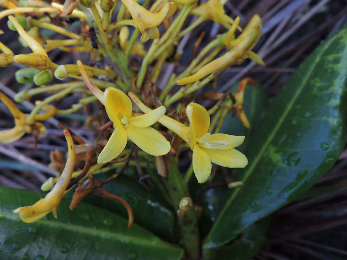 Vochysiaceae Vochysia lucida