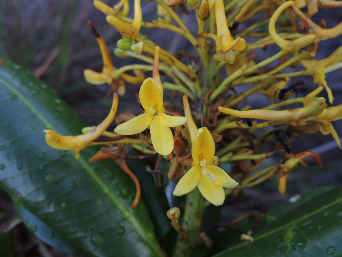 Vochysiaceae Vochysia lucida