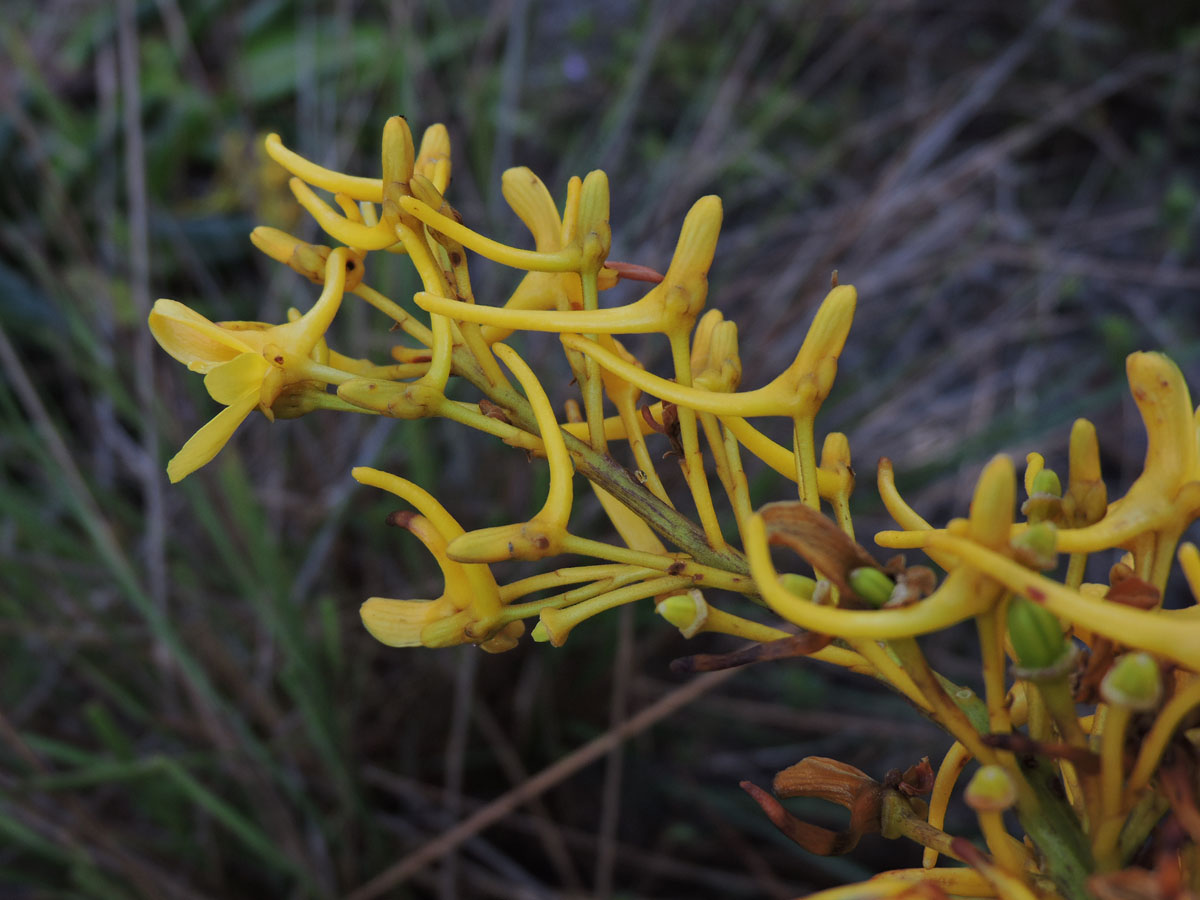 Vochysiaceae Vochysia lucida