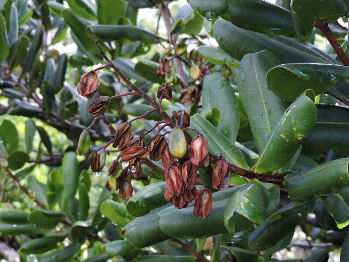 Vochysiaceae Vochysia lucida
