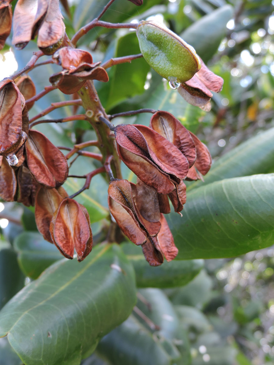 Vochysiaceae Vochysia lucida