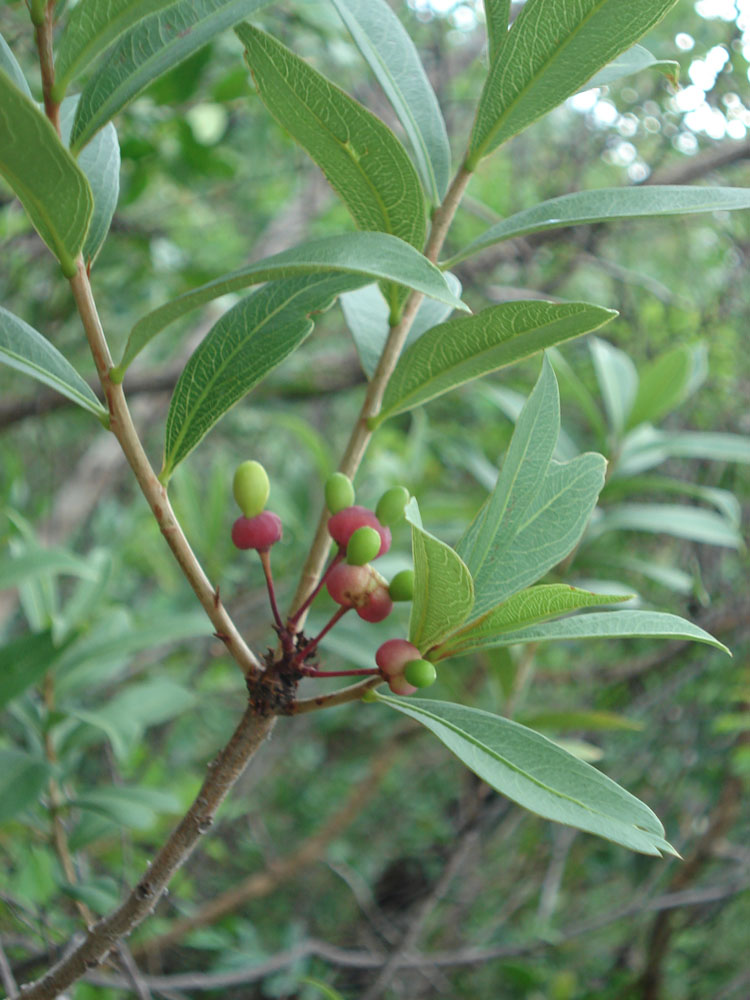 Ochnaceae Ouratea floribunda