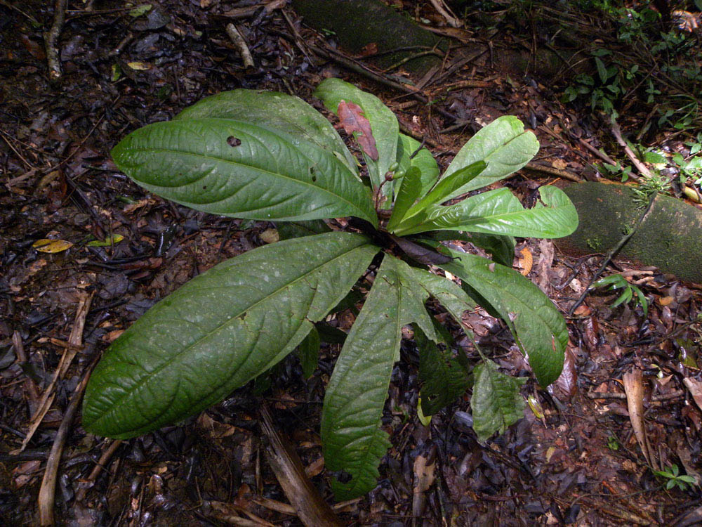 Ochnaceae Ouratea verticillata