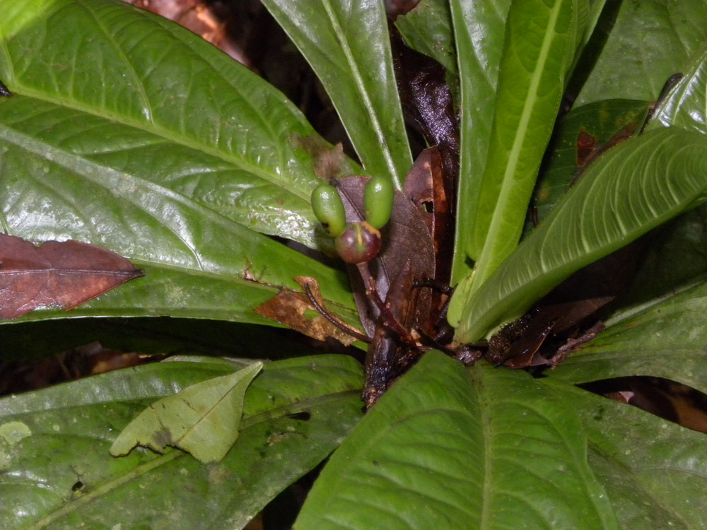 Ochnaceae Ouratea verticillata