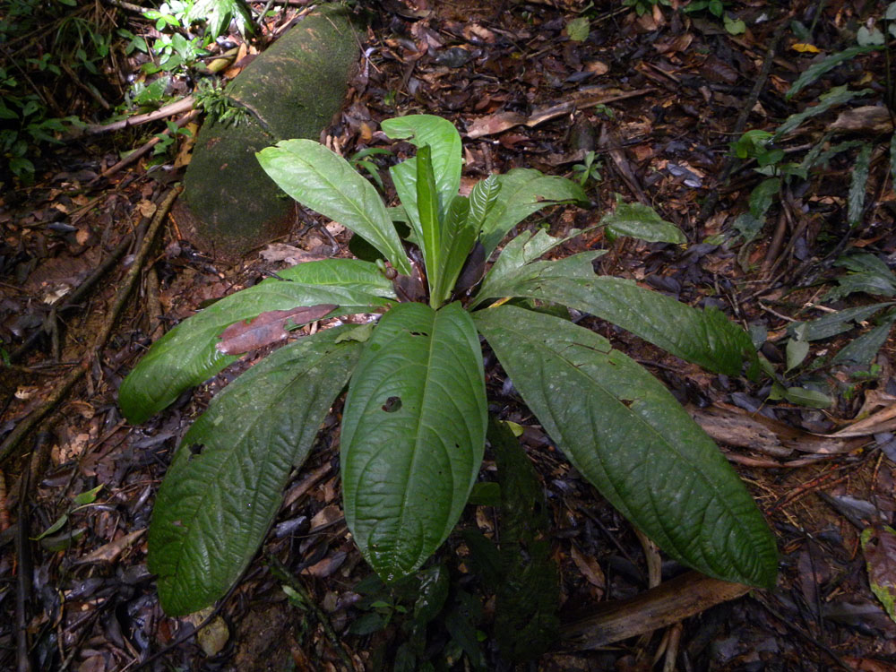 Ochnaceae Ouratea verticillata