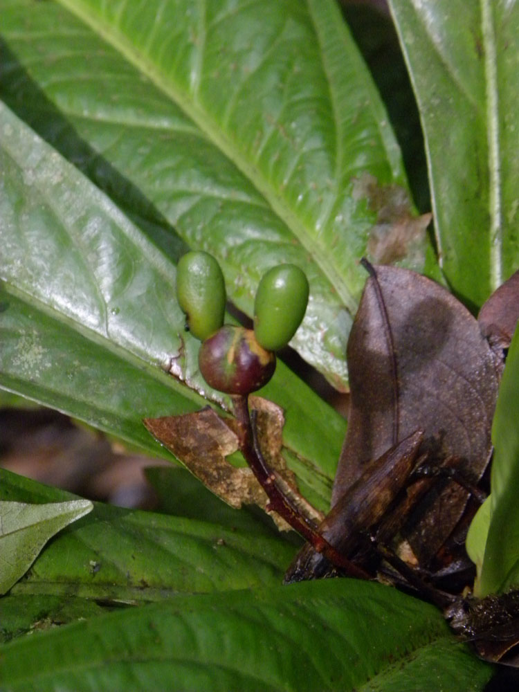 Ochnaceae Ouratea verticillata