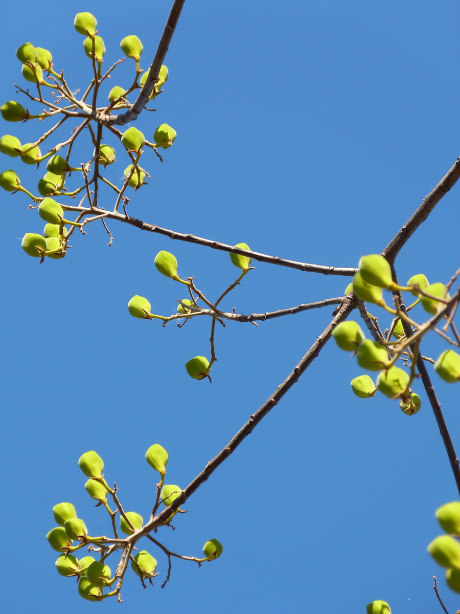 Bixaceae Cochlospermum orinocense
